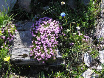 Engadin 2006 Alp Munt