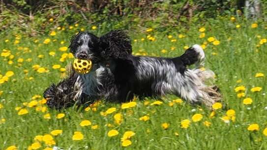 Chedi tanzt mit Ball durch das Blumenmeer