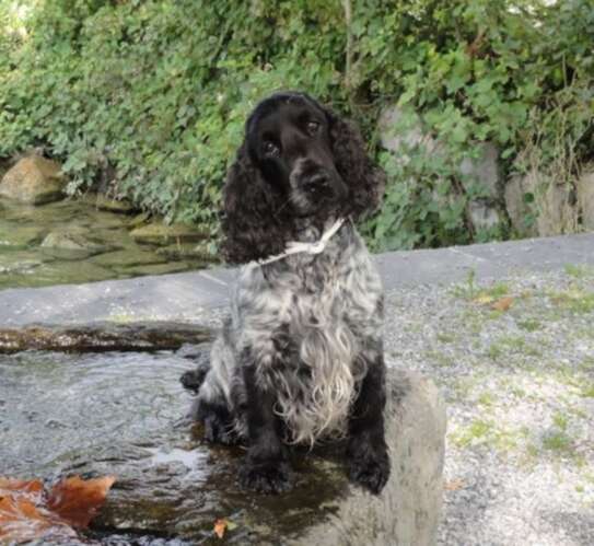 Mein süsser kleiner Baileys