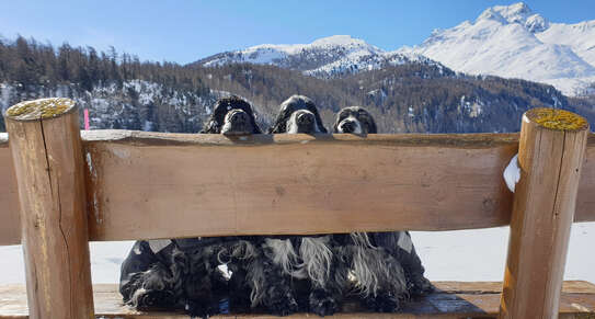 Alle drei Buben auf der Bank in Sils Maria