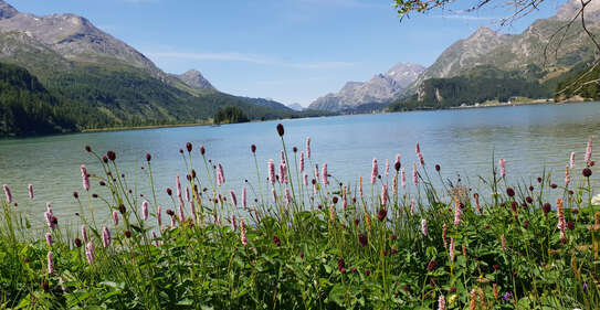 Silsersee