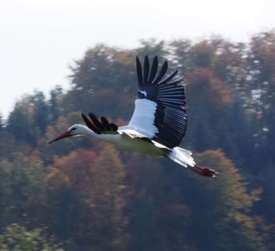 Lützelsee Storch beim Start
