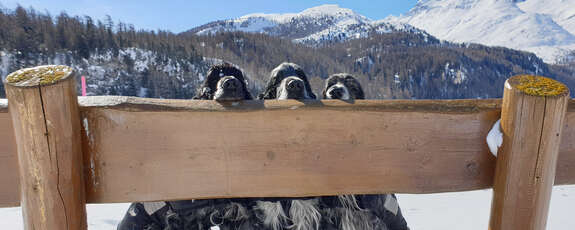 Schnappschuss Sils Maria alle Buben